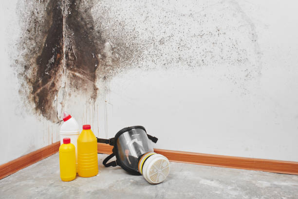 Best Toxic Mold Removal  in Hortonville, WI