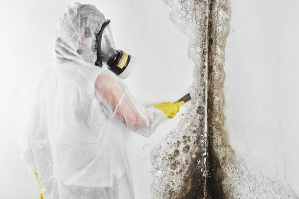 Best Attic Mold Removal  in Hortonville, WI