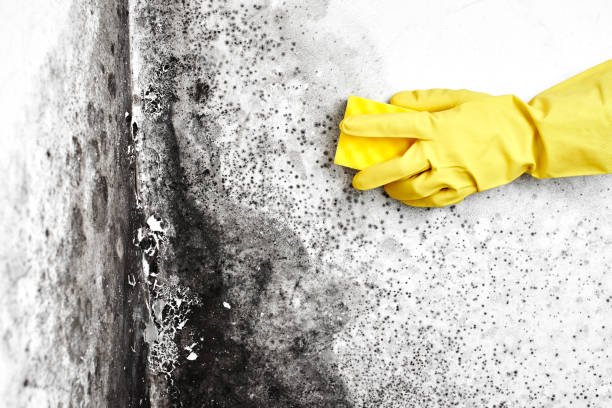 Best Affordable Mold Removal  in Hortonville, WI