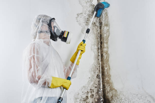 Attic Mold Removal in Hortonville, WI