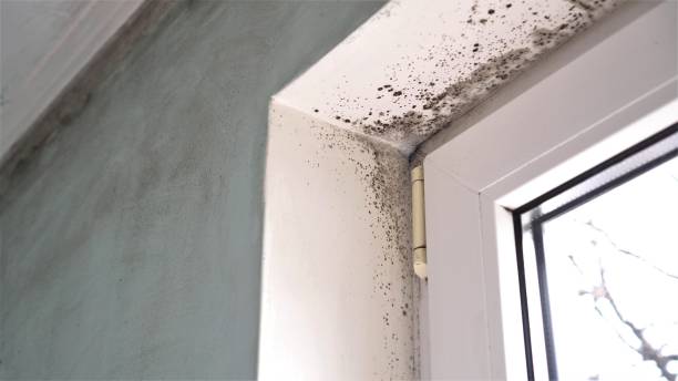 Best Mold Removal and Inspection  in Hortonville, WI