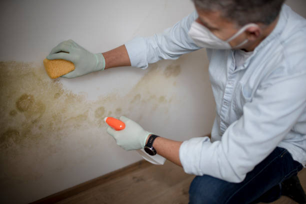 Best Fast Mold Removal  in Hortonville, WI