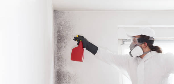 Best Mold Remediation  in Hortonville, WI