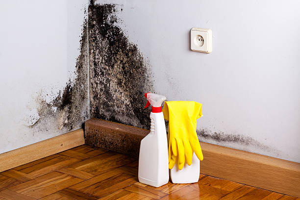 Best Mold Remediation Services  in Hortonville, WI