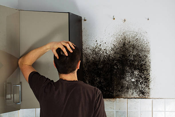 Best Professional Mold Removal  in Hortonville, WI