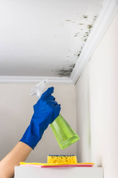 Best Black Mold Removal  in Hortonville, WI